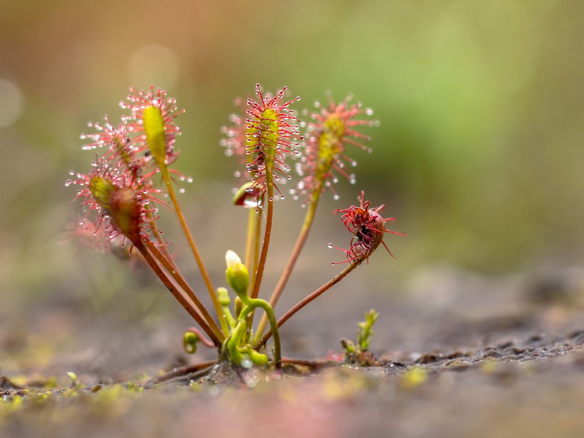 A Spoonleaf Sundew plant in the garden.