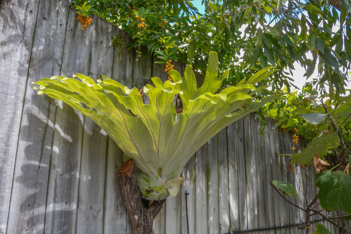 Staghorn fern in house wooden fence.
