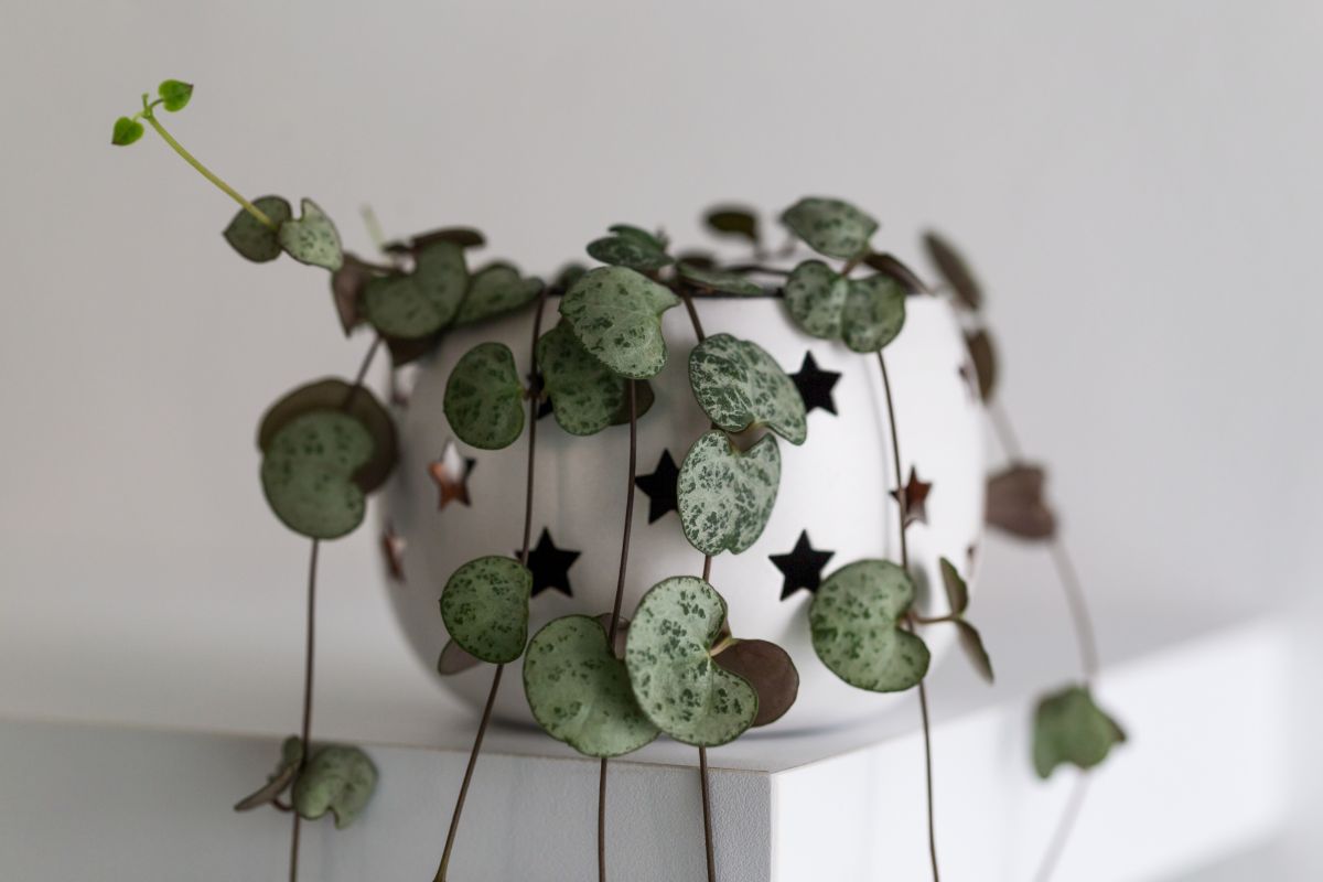 A String of Hearts plant in a white pot.