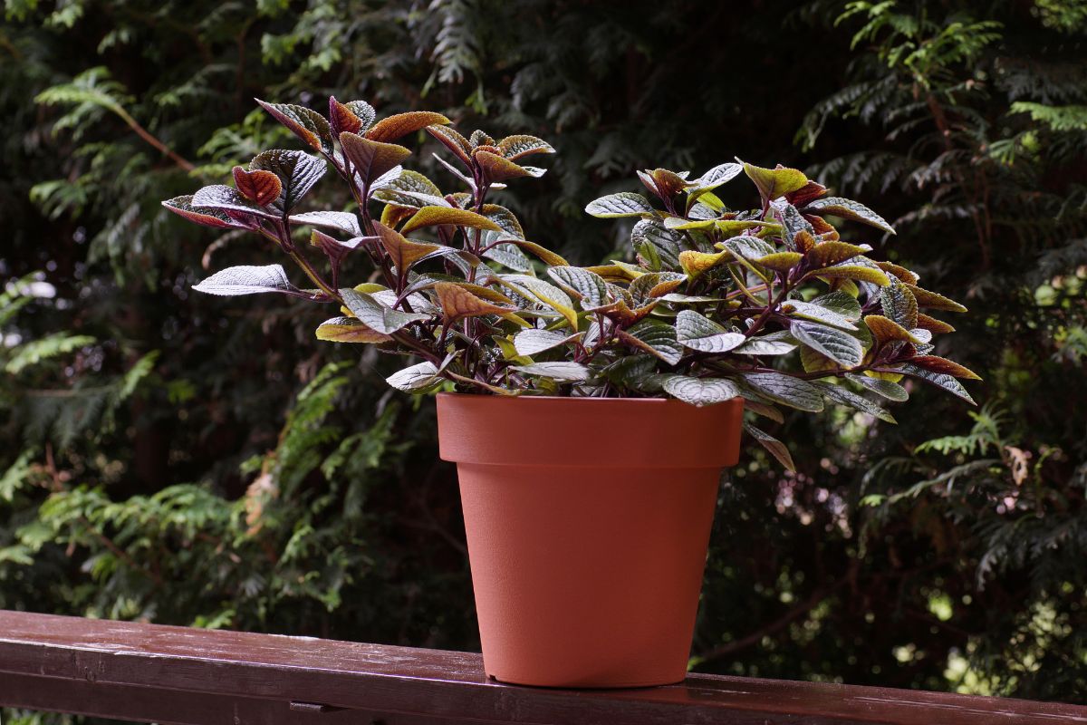 An outdoor Swedish Ivy plant in an orange pot.