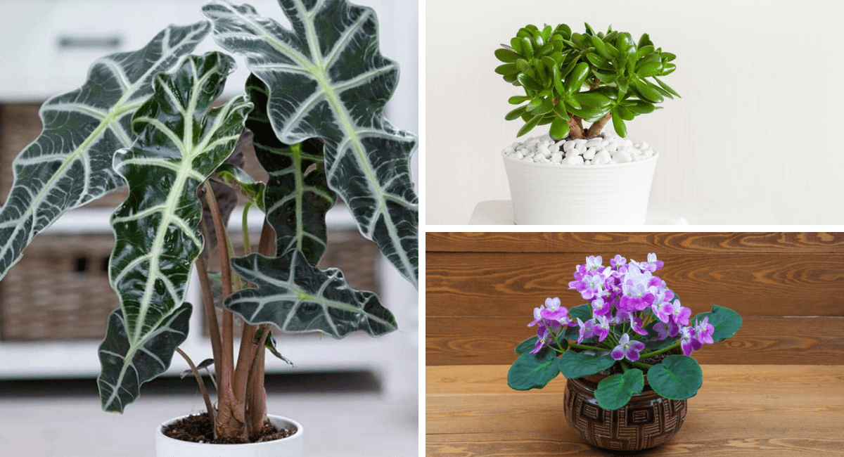 Types of tropical houseplant.