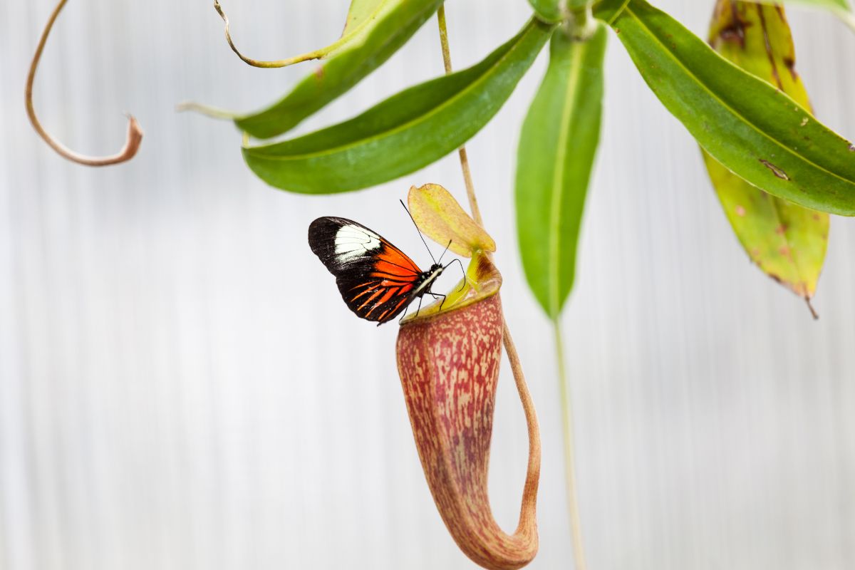 A Tropical Pitcher plant with butterfly.
