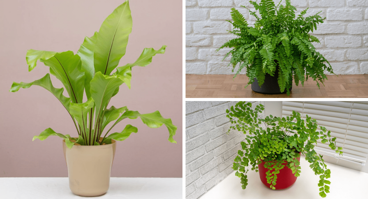 Types of houseplant fern.