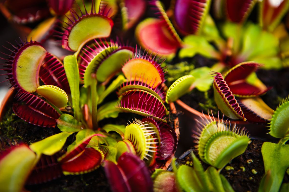 A colorful Venus Fly Trap plant.