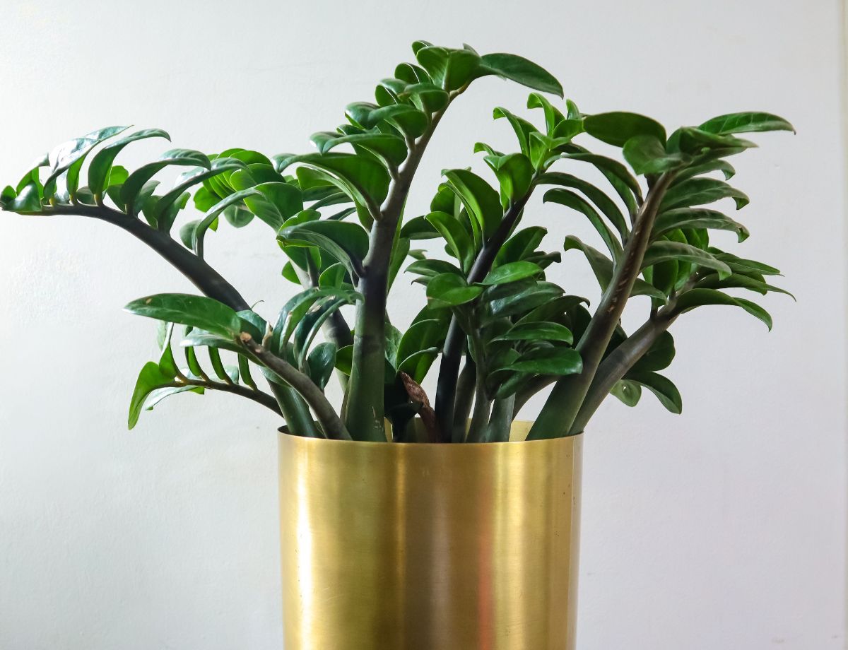 A Zz plant in a pot. 