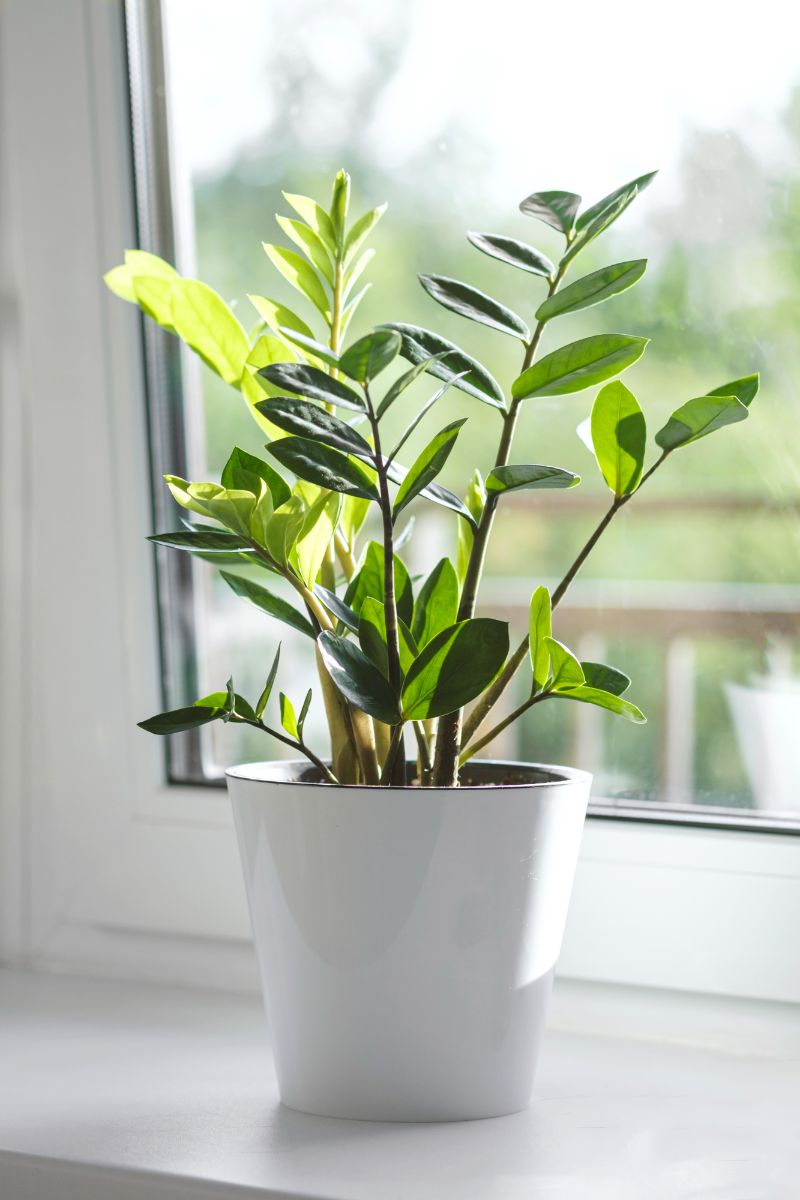 ZZ plant in ceramic pot near windowsill.