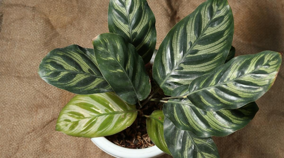 Green Variegated Leaves of Houseplant