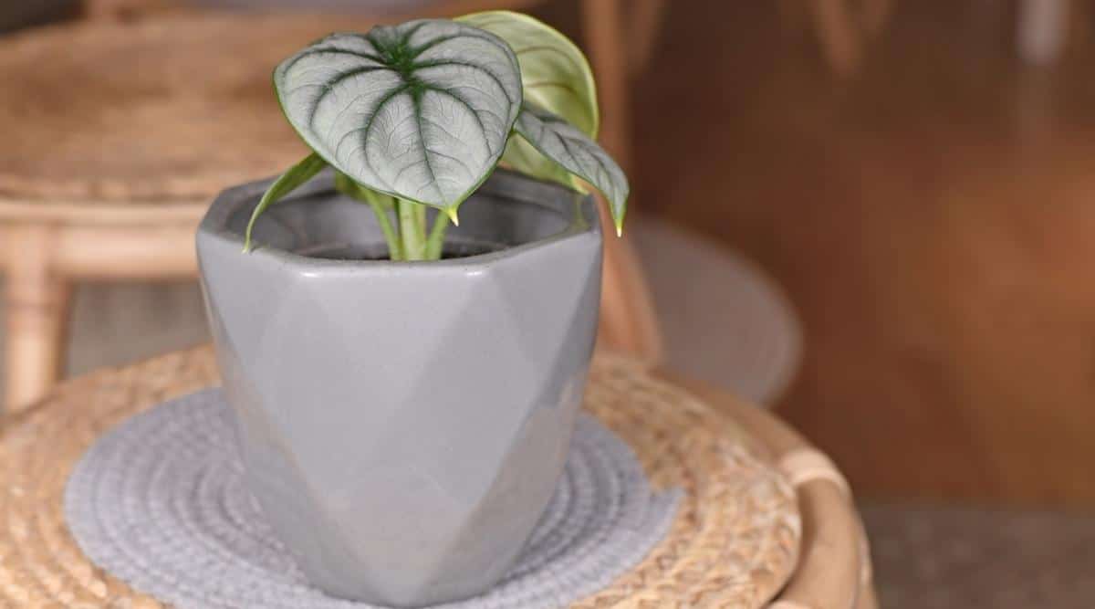 Houseplant in Pot