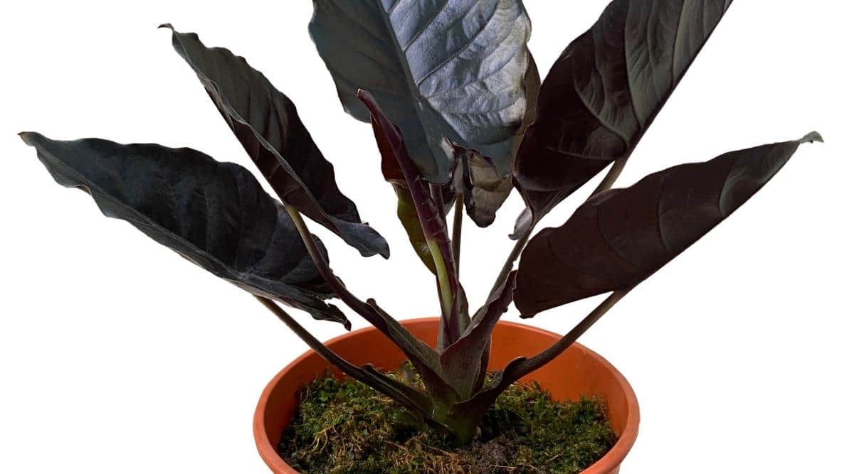 Black Magic Plant in Pot