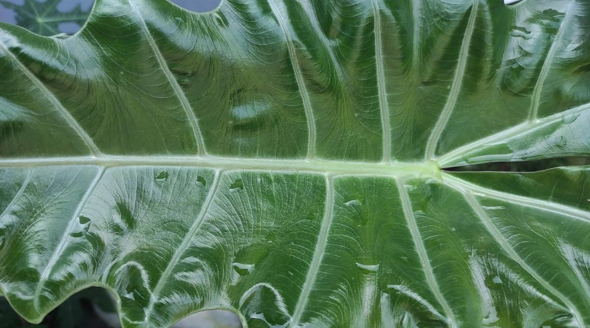 Malasian Monster Leaf Closeup