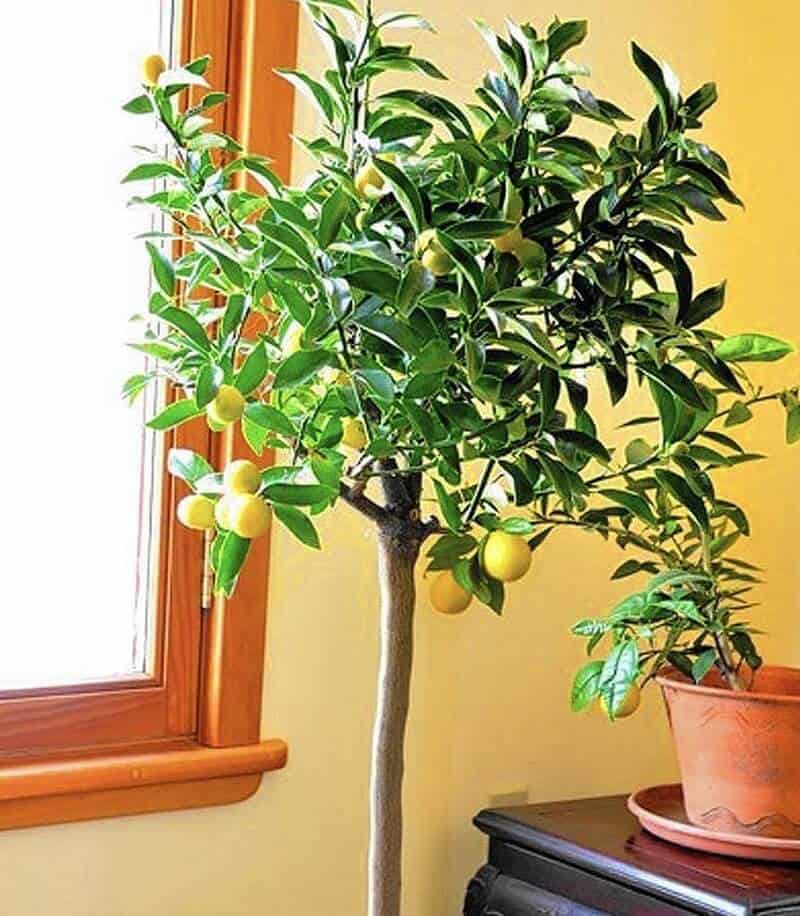 Calamondin orange