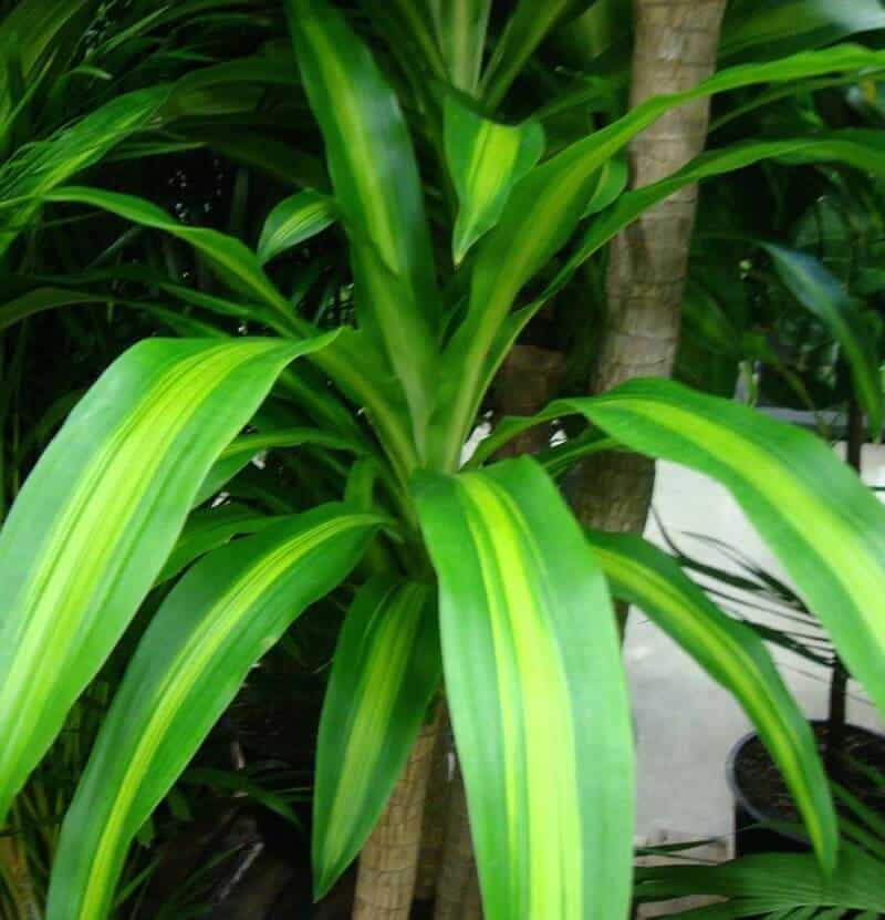 Corn Plant