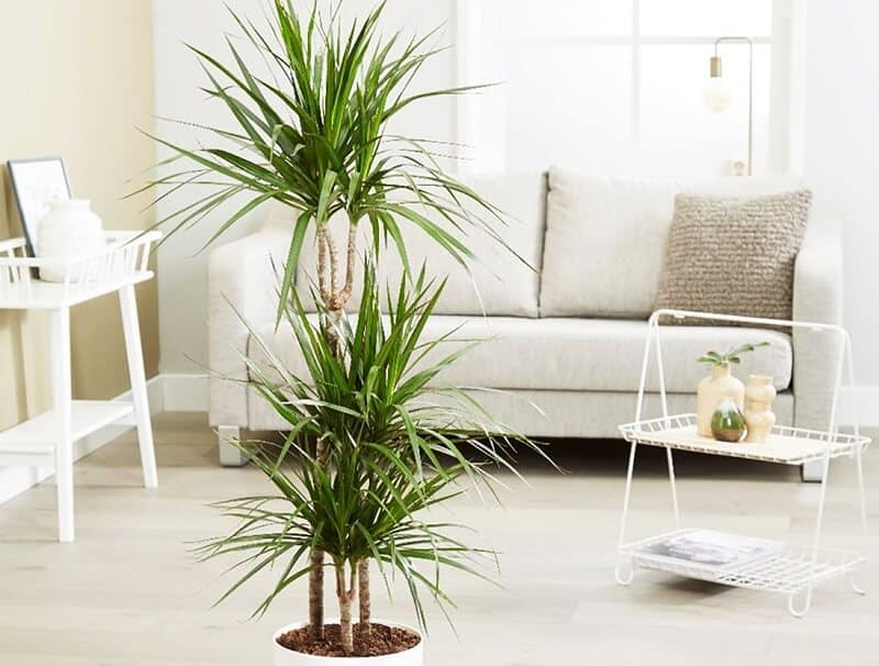 Dracena maginata large indoor plants