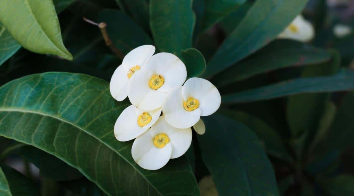 Euphorbia milii ‘Creme Supreme’