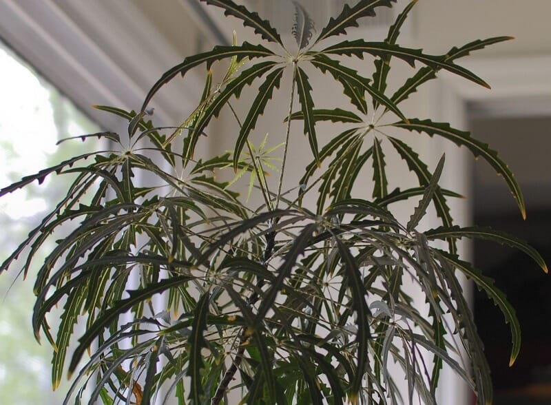 False aralia plant