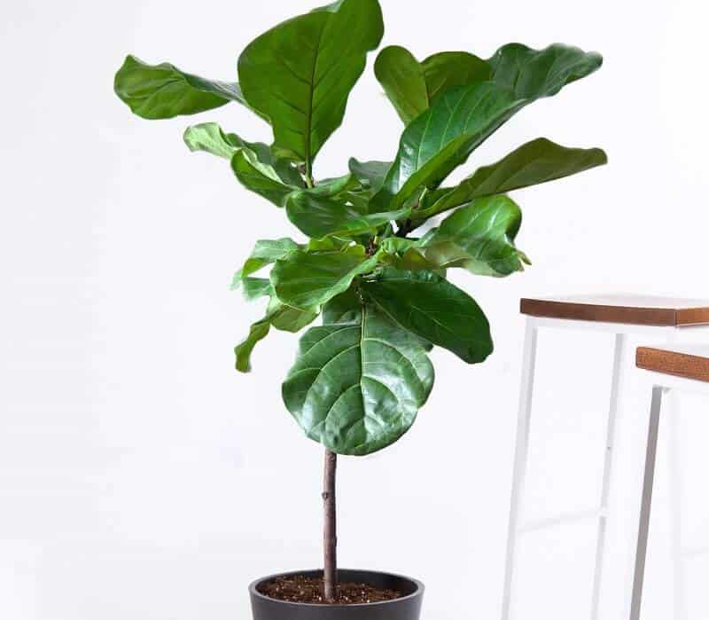 Fiddle leaf fig large indoor plants