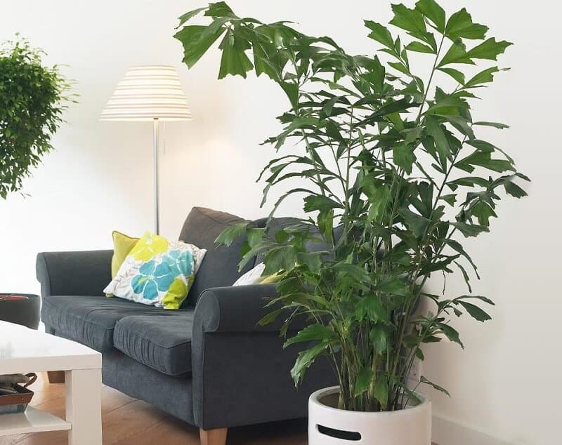 Fishtail Palm large indoor plants