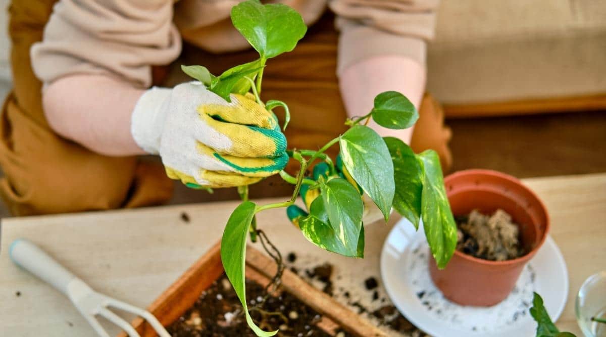 Gardener plants a pothos in a new pot