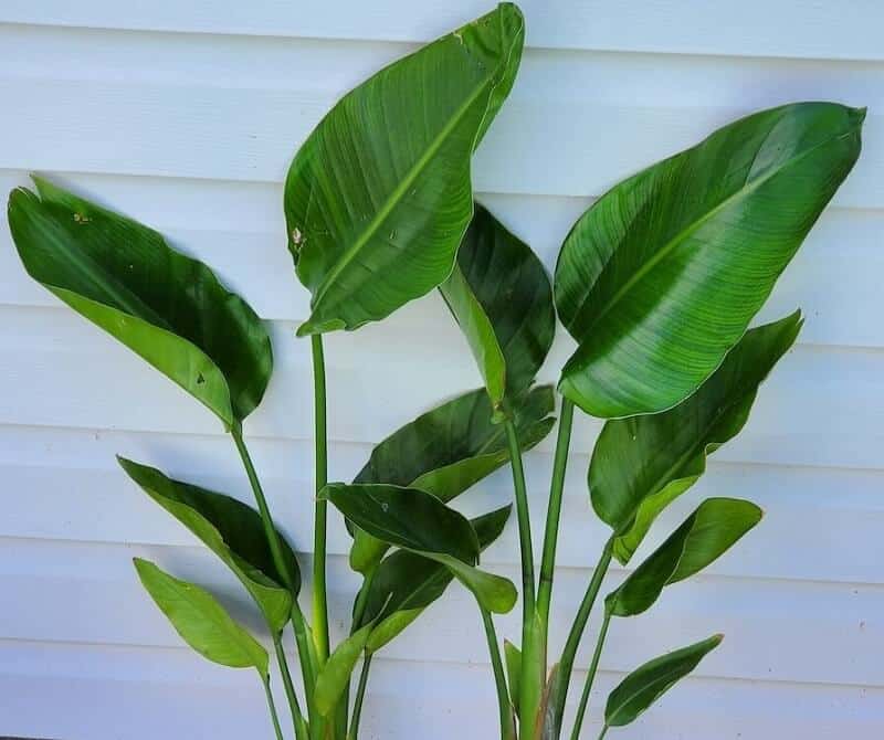 Giant bird of paradise large indoor plants