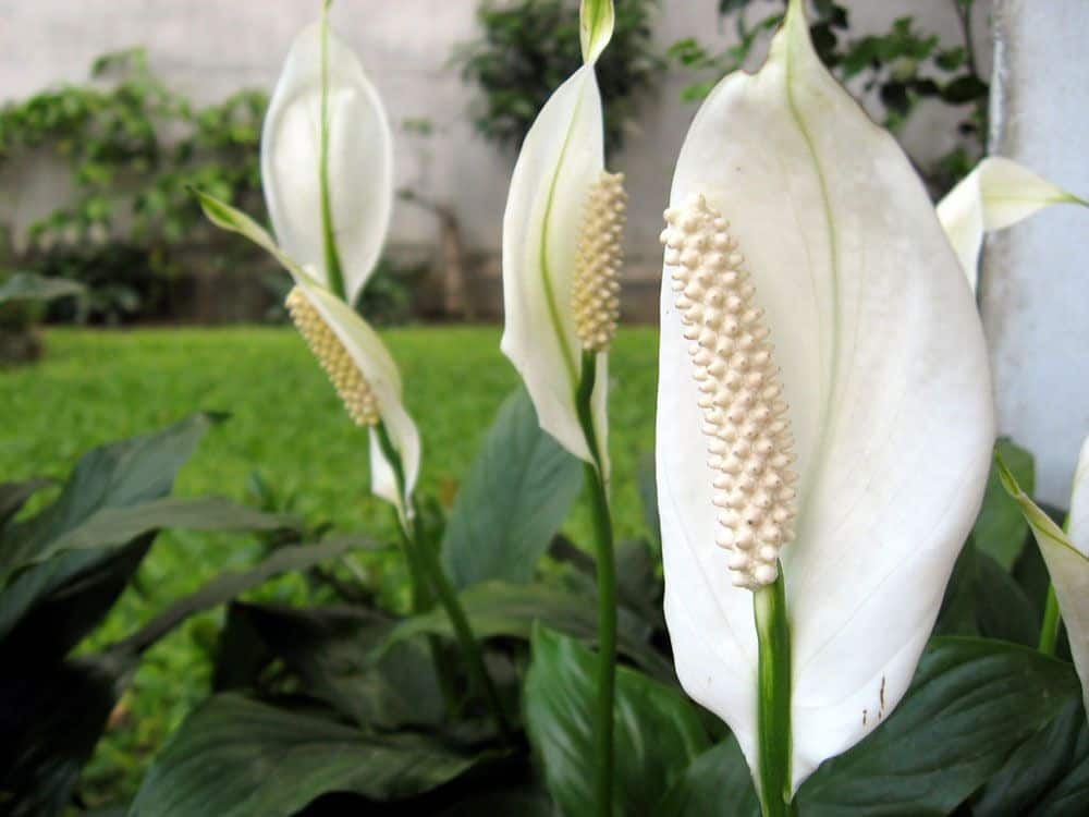 Potted plants peace lily