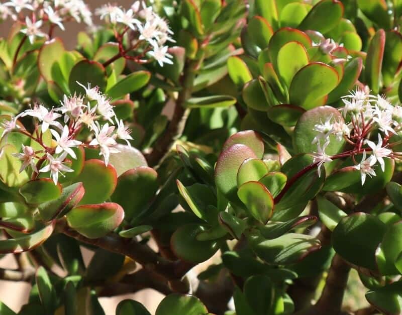 Jade Plant large indoor plants