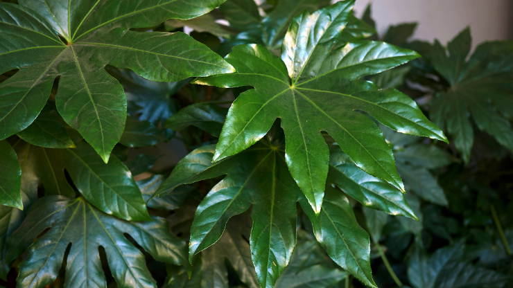 Japanese-aralia-for-dark-rooms
