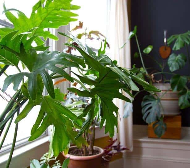 Lacy leaf philodendron large indoor plants