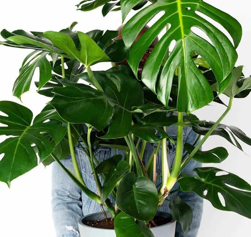 Monstera large indoor plants