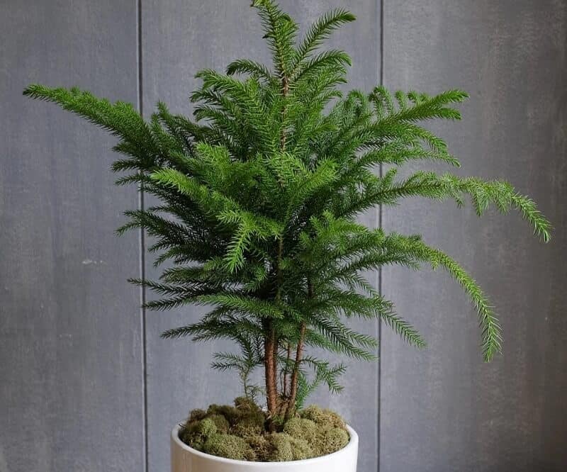 Norfolk Island Pine large indoor plants