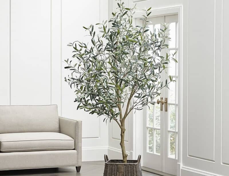 Olive tree large indoor plants
