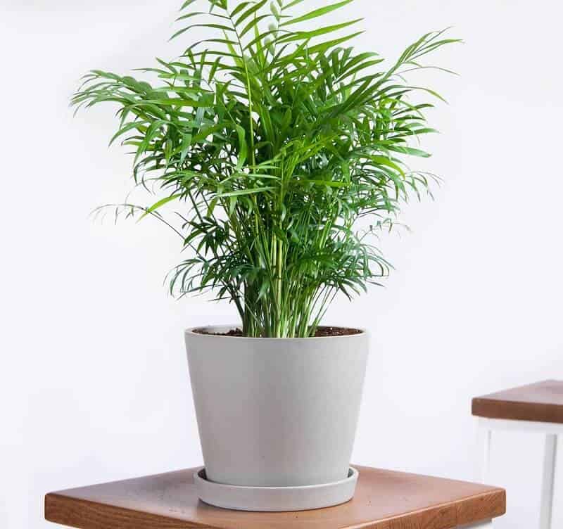 Palour palm large indoor plants
