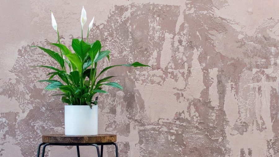 Peace Lily