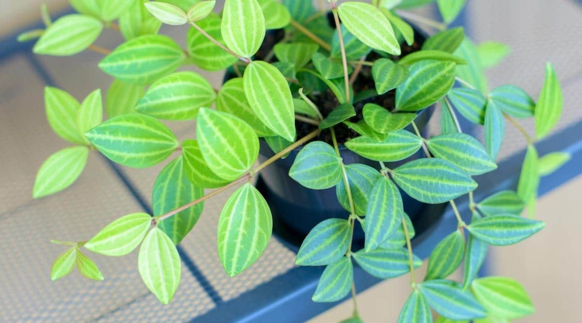 Peperomia Angulata