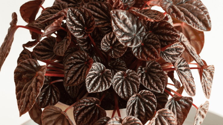 Peperomia for dark rooms