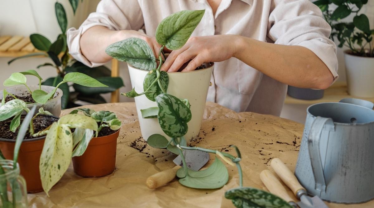 Person planting a potted plant in a new pot