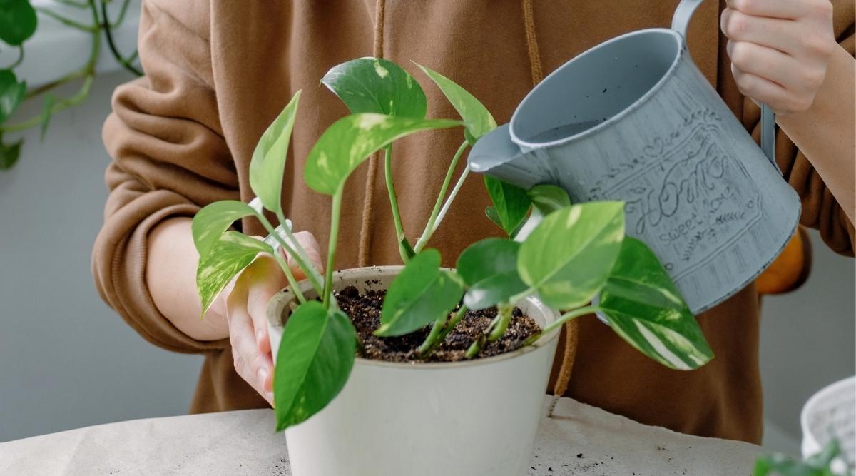 Person watering Pothos Plant recently