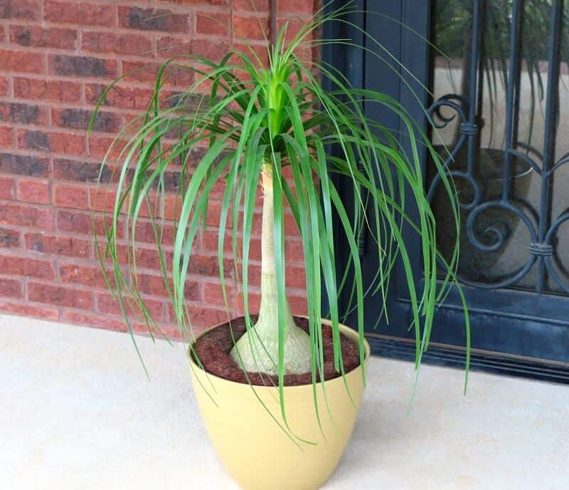 Pony tail palm large indoor plants