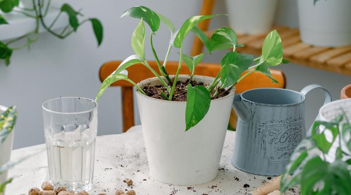Pothos plant in a new pot