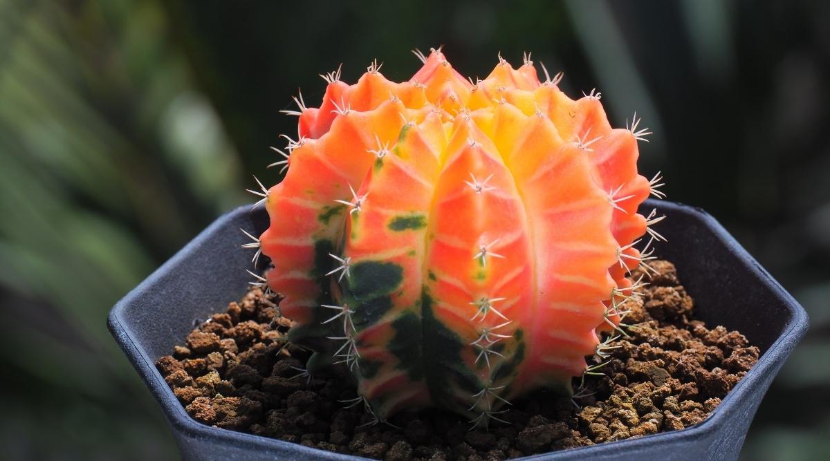 Red moon cactus