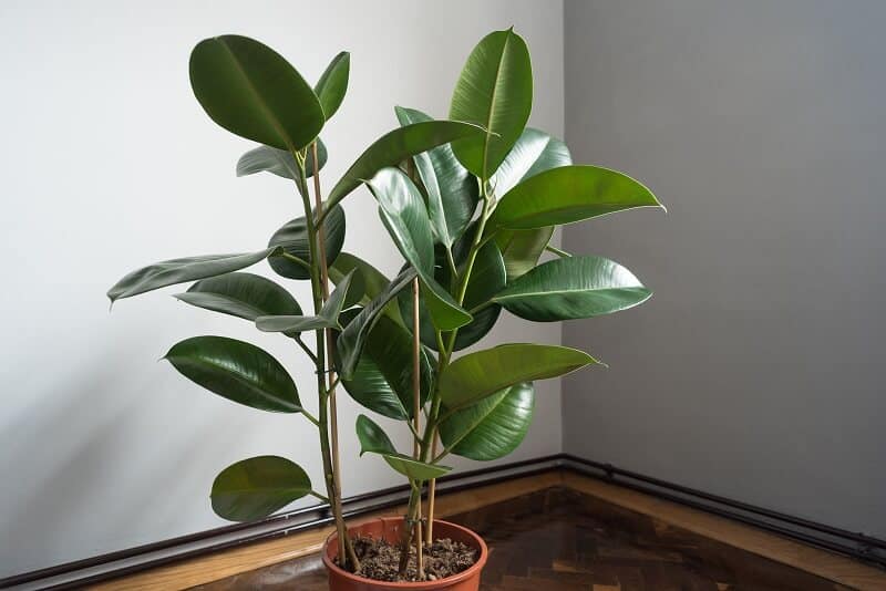Rubber Plant large indoor plants