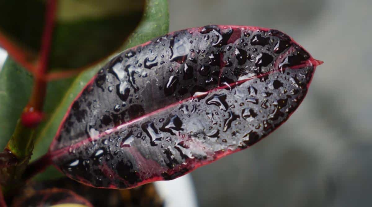 Ruby Ficus Leaf With Water Droplets