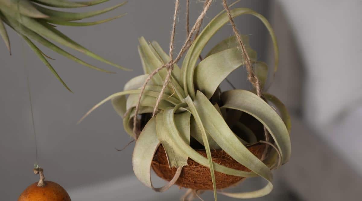 Tillandsia
