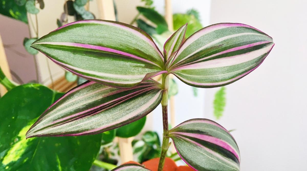 Tradescantia Zebrina ‘Quadricolor’