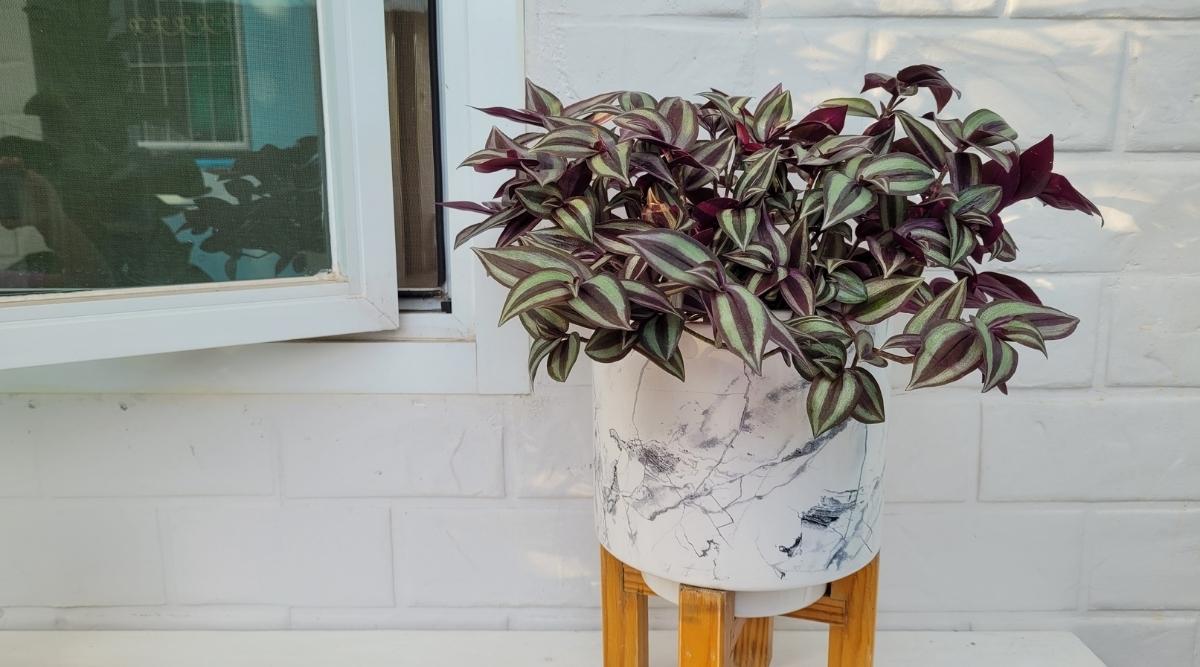 Tradescantia zebrina