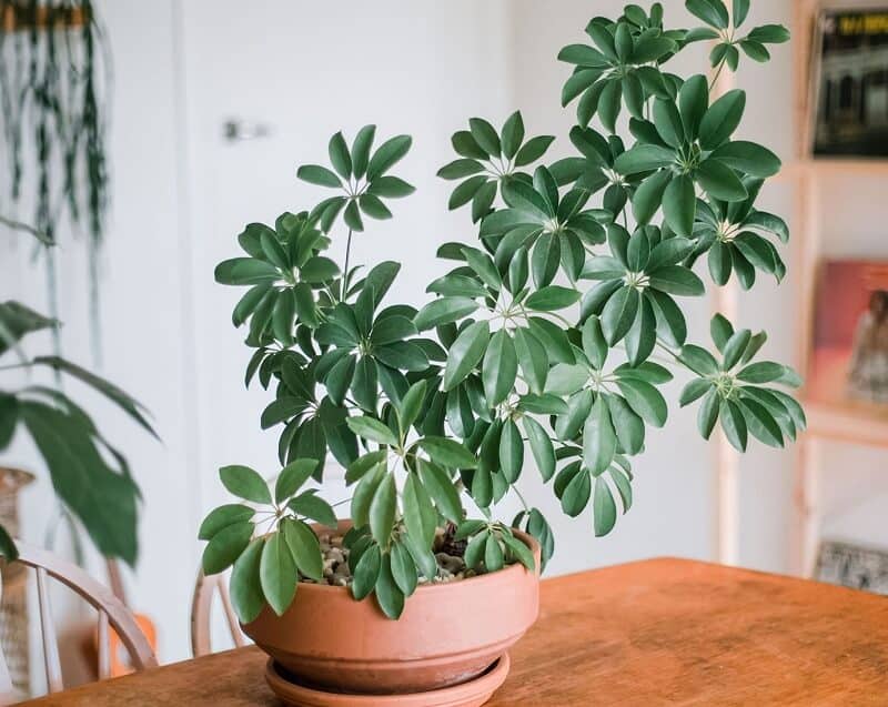 Umbrella plant dwarf