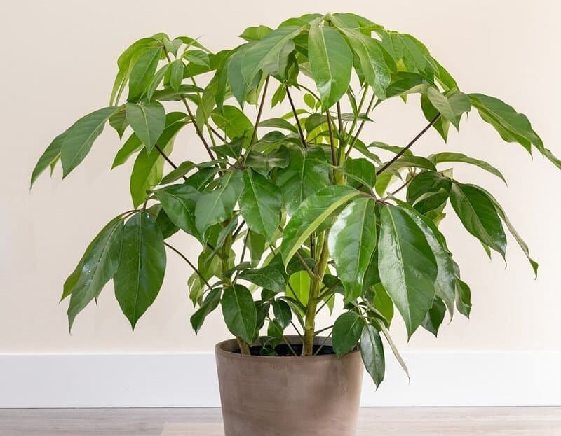 Umbrella plant tree