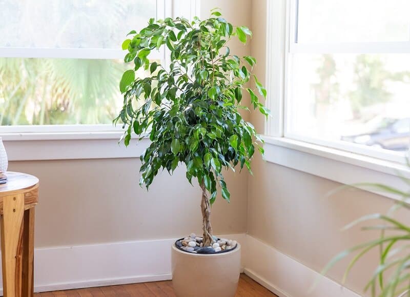 Weeping fig