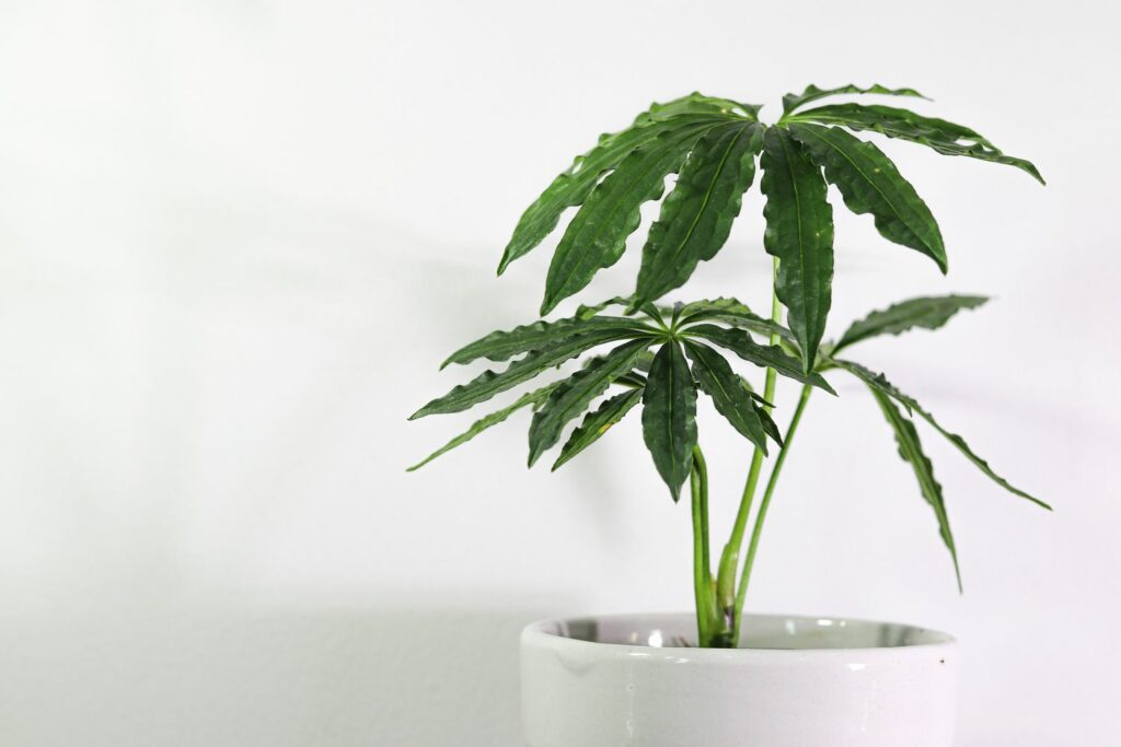 Fake marijuana split leaf shape