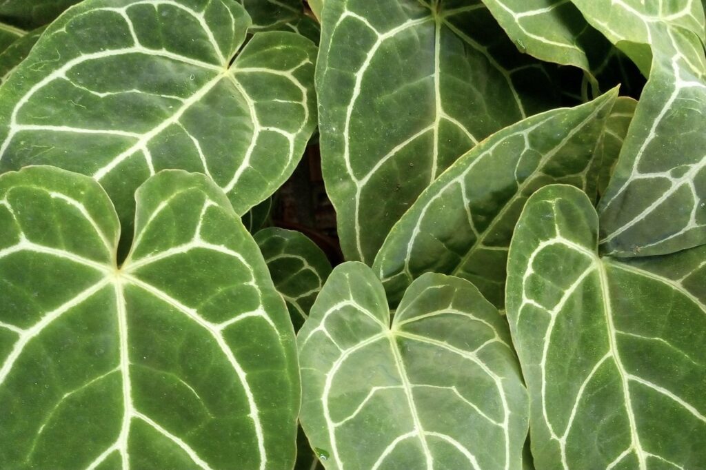 Anthurium species green leaf with white pattern