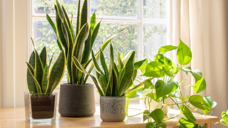 best houseplants for black thumbs